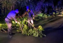 PERSONIL PIKET POLRES BENGKULU UTARA LAKSANAKAN PEMBERSIHAN DAN PENGATURAN DISEKITARAN AREA POHON TUMBANG