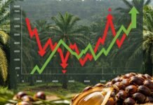 Pemprov Bengkulu pastikan harga sawit di 5 kabupaten kembali normal