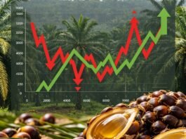 Pemprov Bengkulu pastikan harga sawit di 5 kabupaten kembali normal